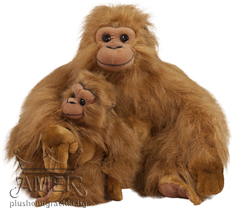 Orangutan (800x714), Png Download