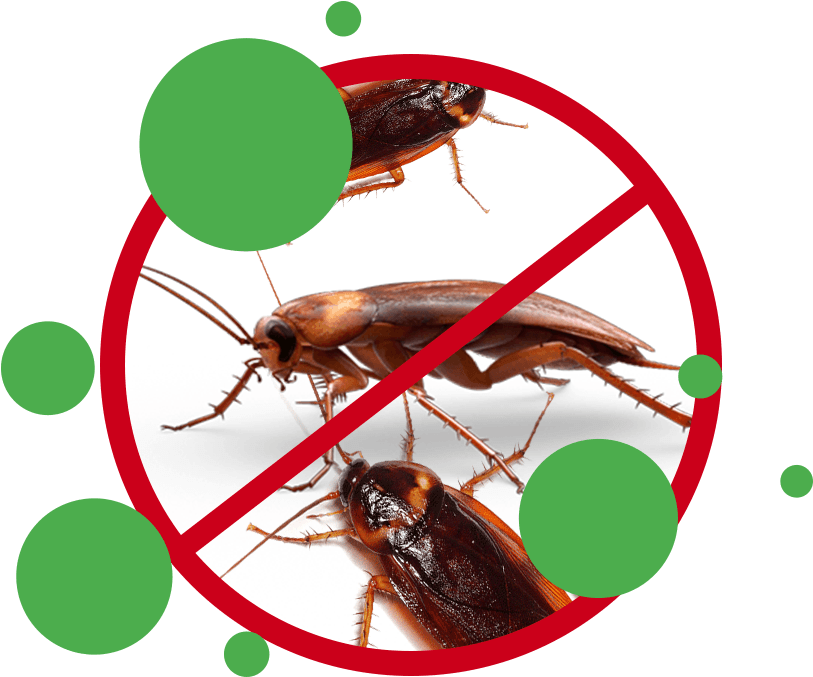 Cockroach Treatments & Control Perth Image - Cockroach (828x691), Png Download