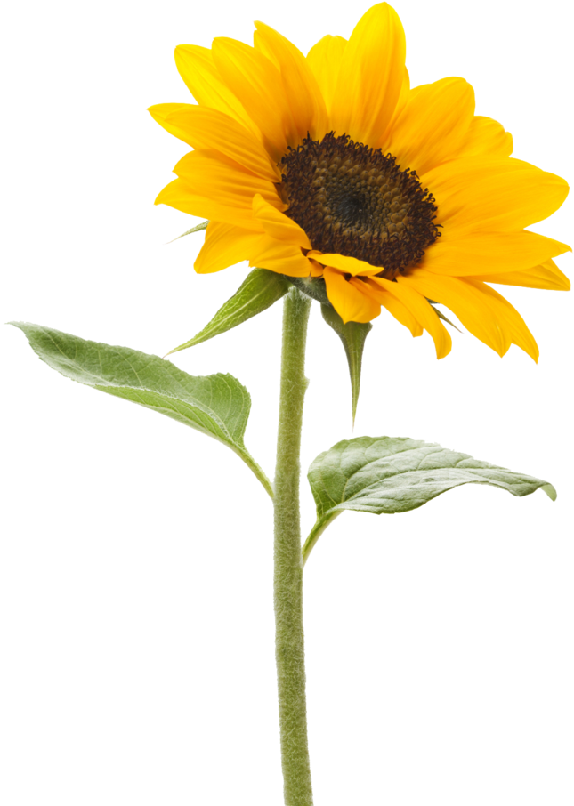 Download Free Png Dlpng - Sunflower With No Background (800x997), Png Download