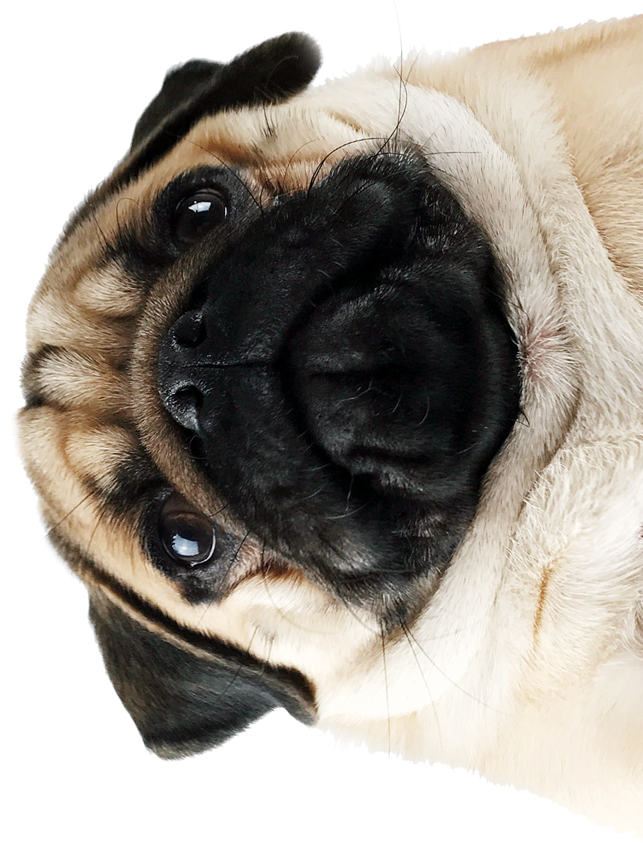 Pugs Pugs Pugs Pugs Pugs Pugs Pugs Pugs Pugs Pugs Pugs - Pug (925x1213), Png Download