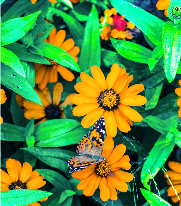 Yellow-flowers Printfile Default (1000x1000), Png Download