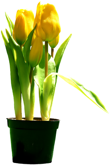 Free Photo Bloom Tulips Yellow Blossom Flowers Yellow - Tulipani Gialli Png (640x604), Png Download