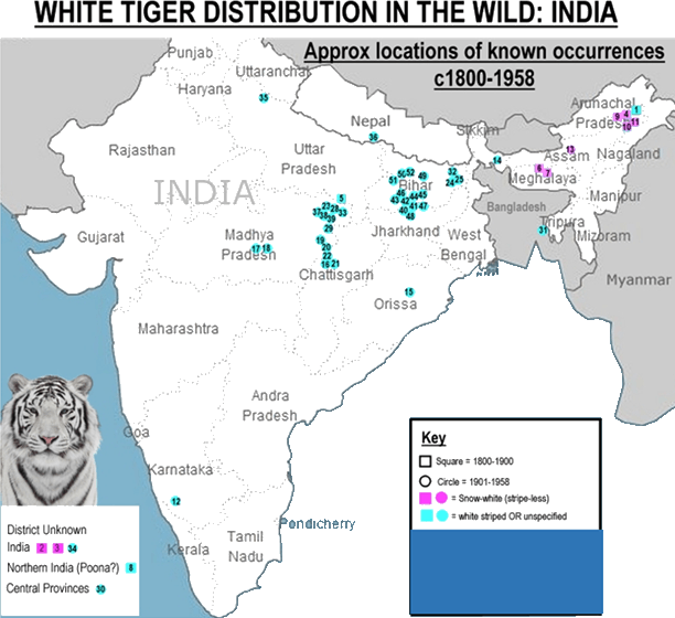 Location Of White Tiger Distribution In The Wild - White Tiger In Nilgiri (612x560), Png Download
