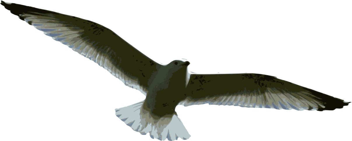 Sea Gull Drawing - Gaviota Vuelo Dibujo (1280x530), Png Download