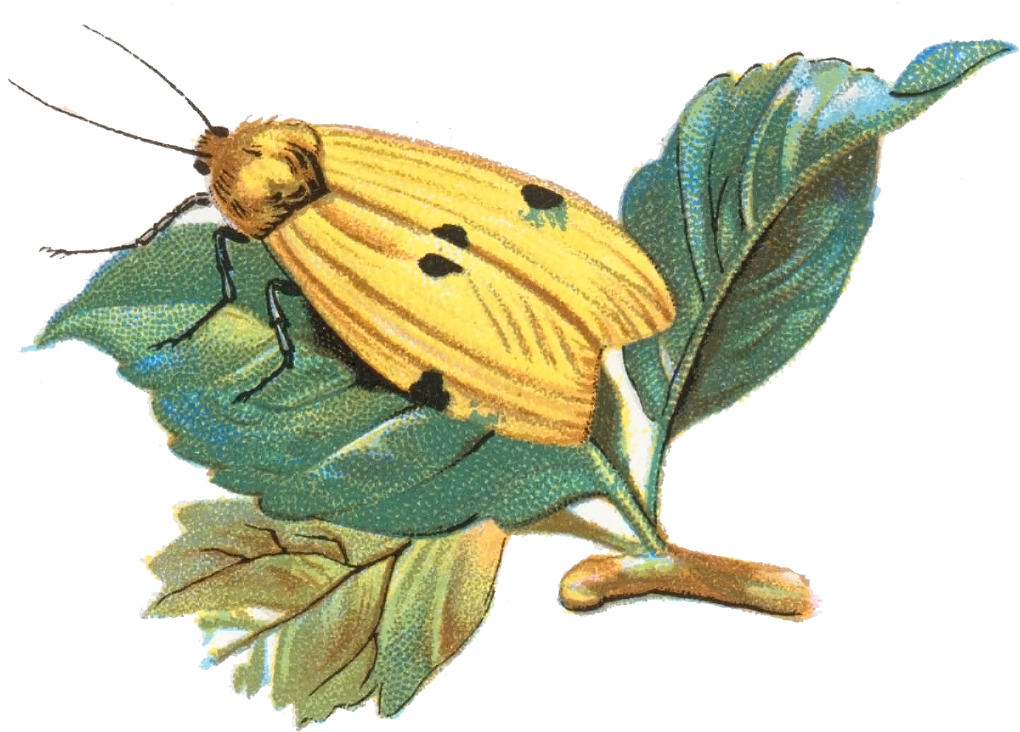 Gnophria Quadra Moth 001 - Skipper (butterfly) (1461x1037), Png Download