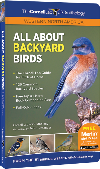 All About Backyard - All About Backyard Birds (600x602), Png Download