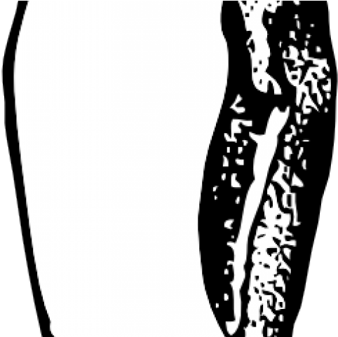 Emperor Penguin Clipart Vector - Penguin Clip Art (640x480), Png Download