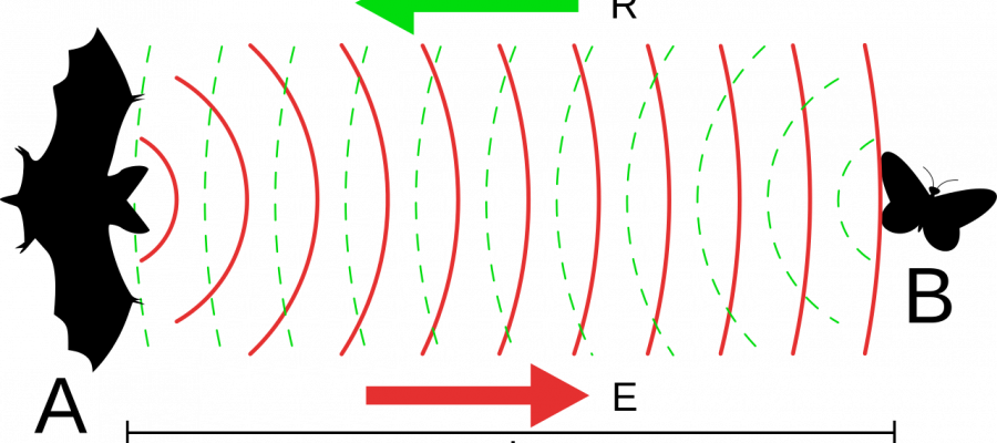 Are Humans Limited To The Senses We're Born With Or - Applications Of Ultrasound For Class 9 (900x400), Png Download