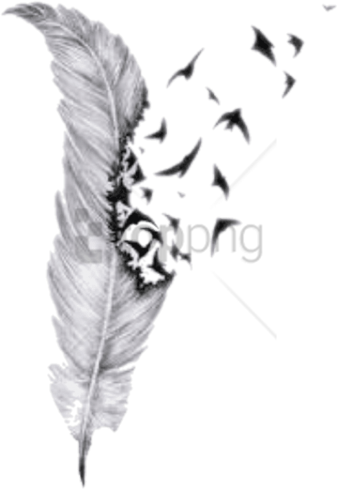 Free Png Feather Drawings With Birds Png Image With - Pencil Feather Drawing (480x696), Png Download