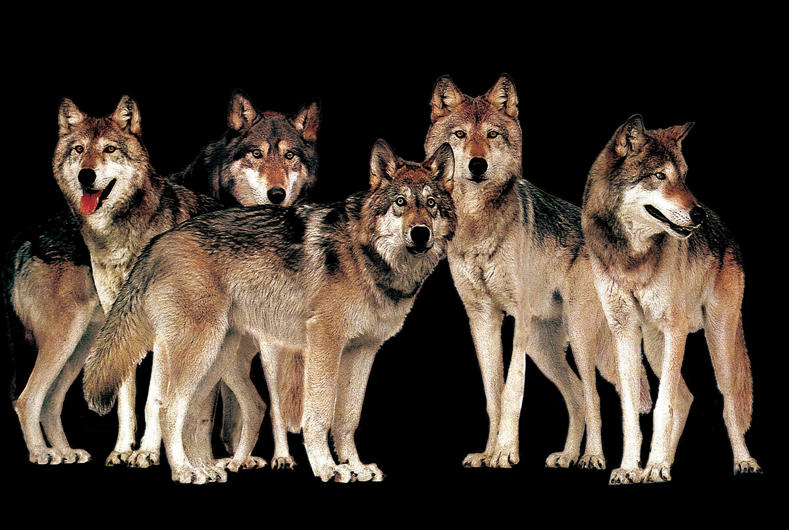 着 狼 皮 的 羊 (1600x1075), Png Download