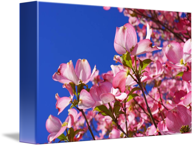 650 X 489 3 (650x489), Png Download