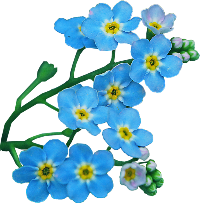 Flower Clip Art Transprent Png - Незабудка Пнг (690x700), Png Download