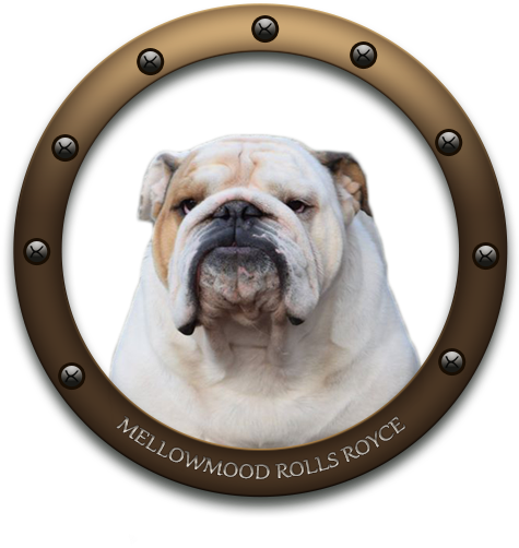 Britishpride Fly The Flag Mellowmood Rolls Royce - Olde English Bulldogge (600x600), Png Download