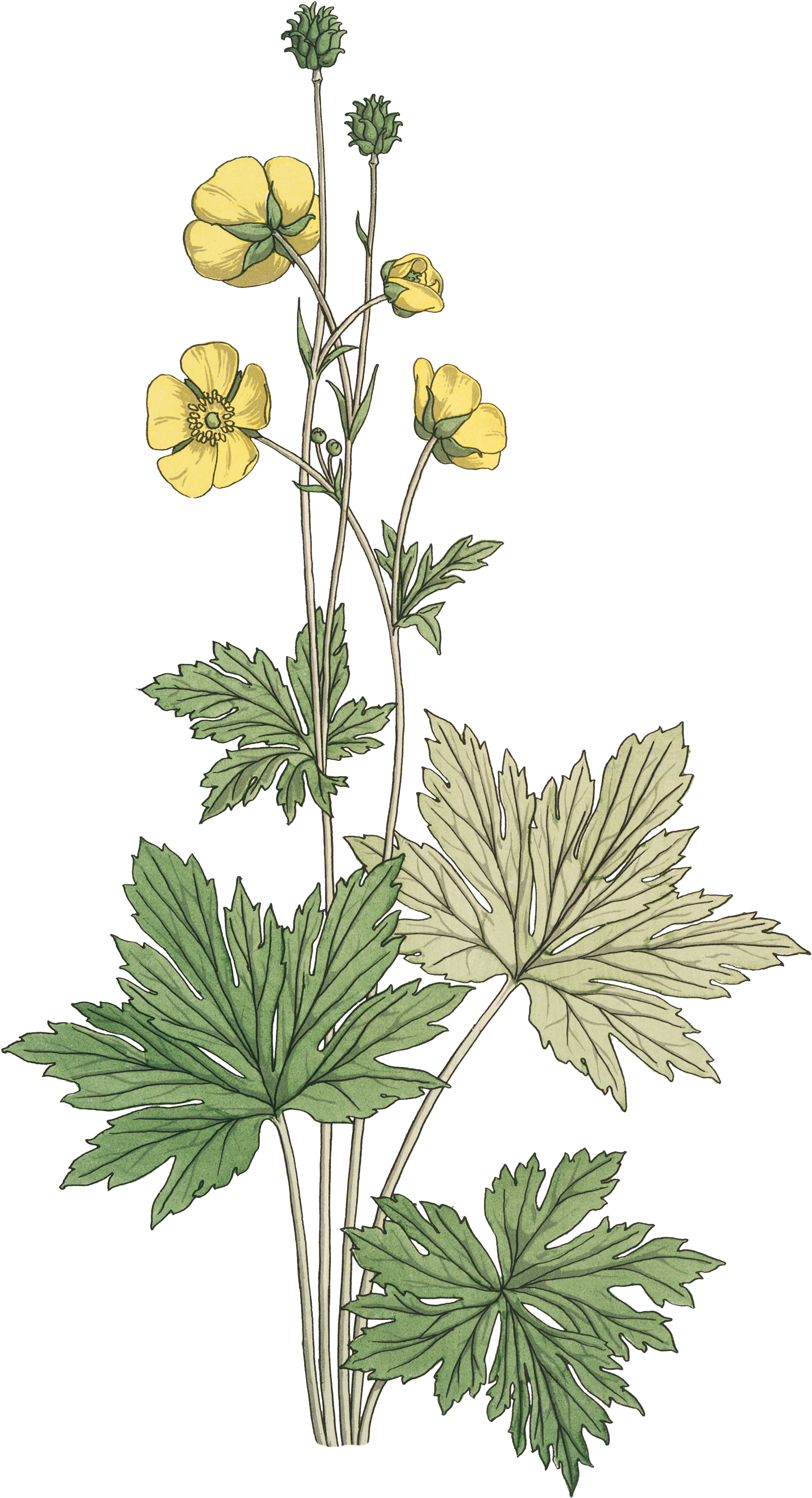 Subscriber Collage 3 Floral - Eugène Grasset (1632x3000), Png Download