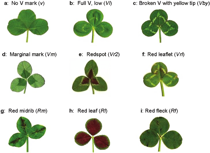 Clover Png Picture (729x529), Png Download