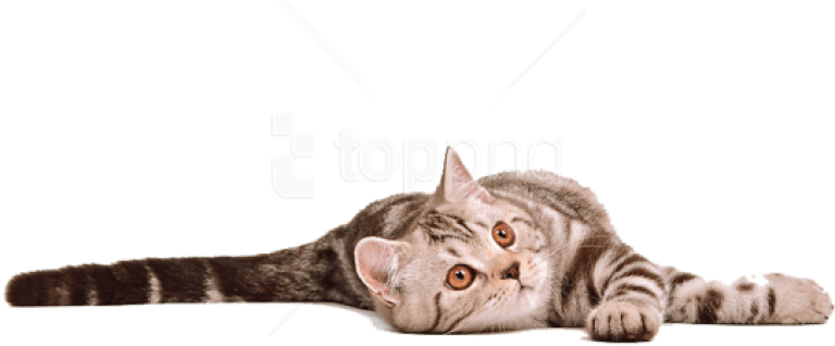 Free Png Download Cat Png Images Background Png Images (850x380), Png Download