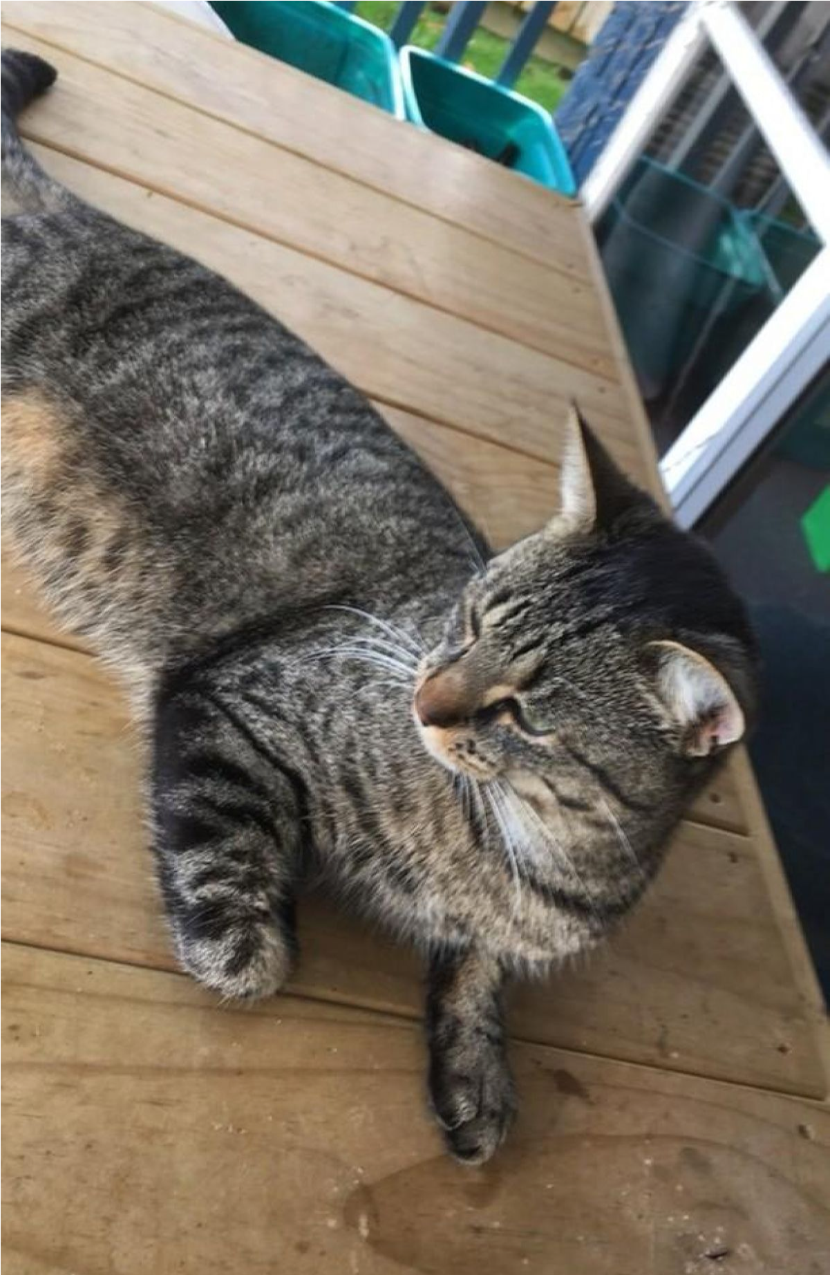 Sightings - Tabby Cat (1843x1843), Png Download