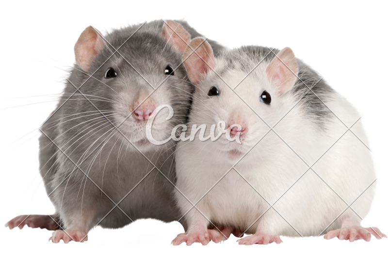 Cute Pet Rats - Rat Png Cute (800x527), Png Download