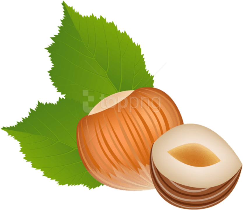 Free Png Download Hazelnut Transparent Clipart Png - Hazelnut Clipart Transparent (850x734), Png Download