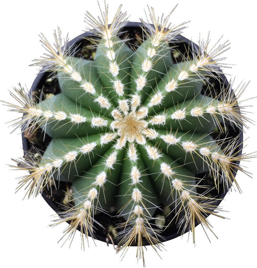 Balloon Cactus - Darts Board Graphic Designs (865x903), Png Download