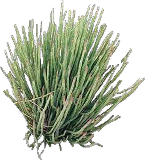 Product Item - Lavandula Dentata (600x600), Png Download