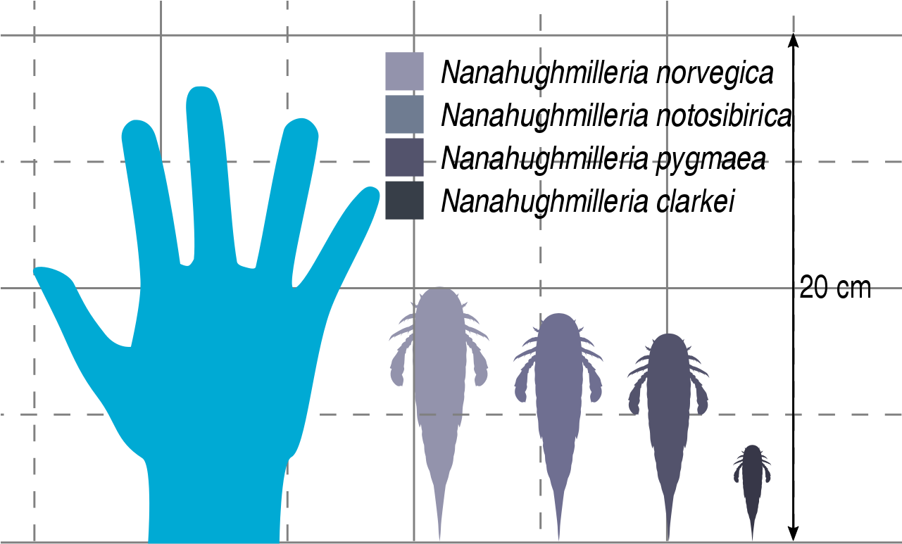 File - Nanahughmilleria Size - Svg - Illustration (1280x817), Png Download