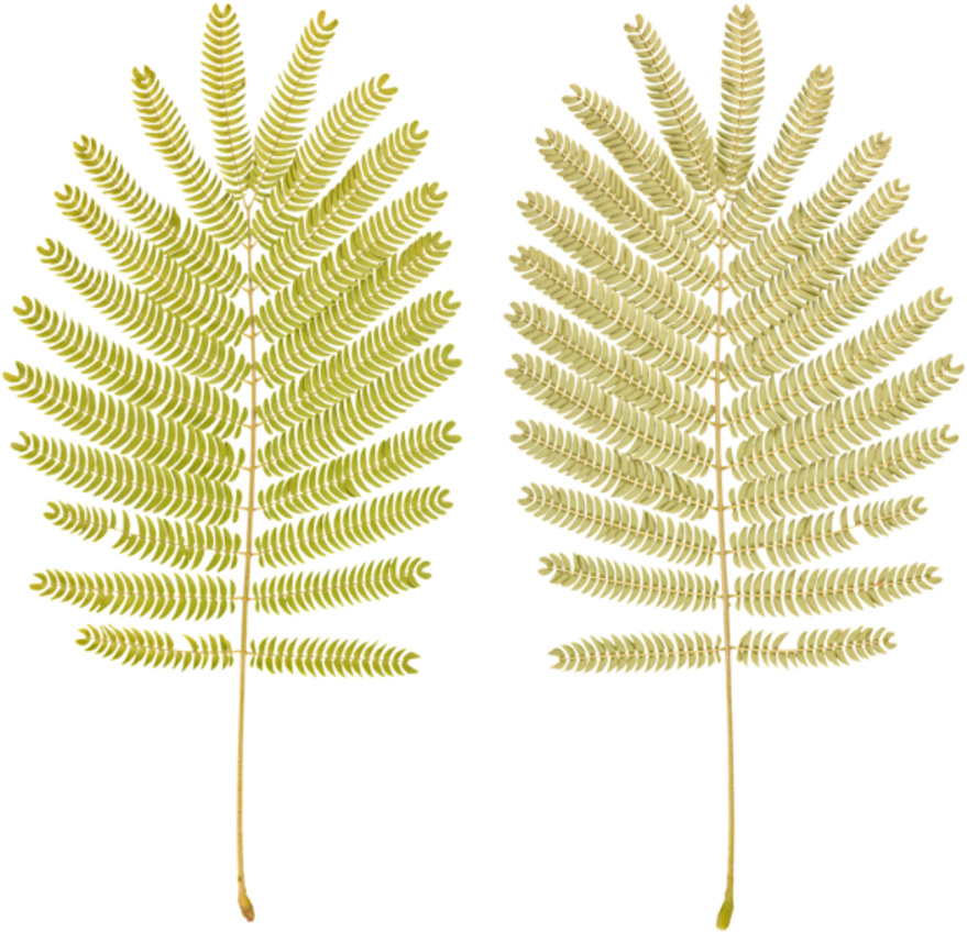 Fern Branch - Ostrich Fern (900x900), Png Download