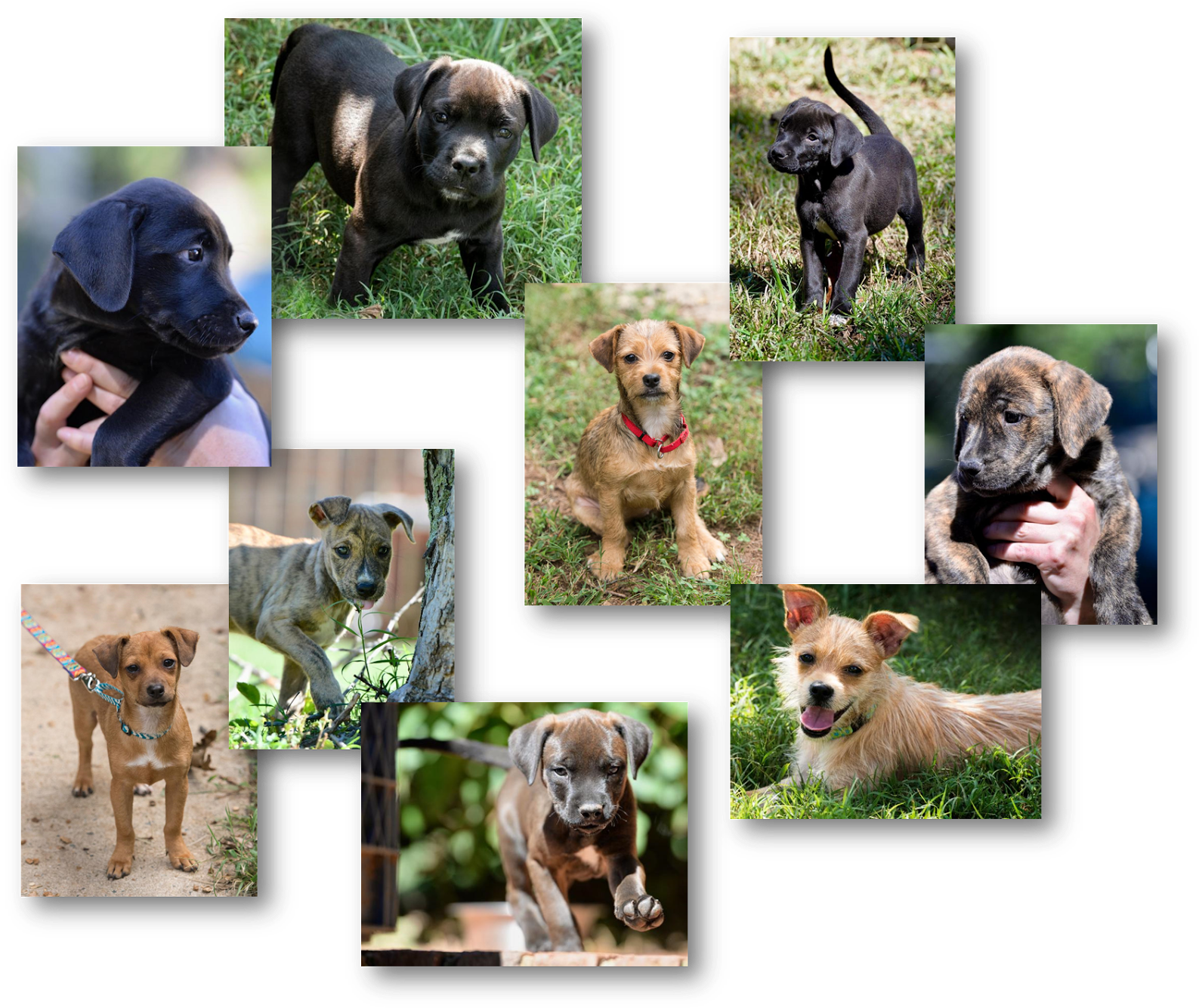 Stepping Stones Canine Rescue - Boxer (1600x1346), Png Download