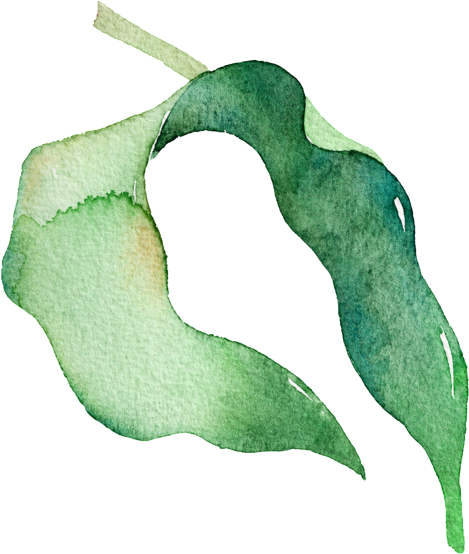 Green Watercolor Pea Leaf Cartoon Transparent Material - Leaf (1024x1638), Png Download