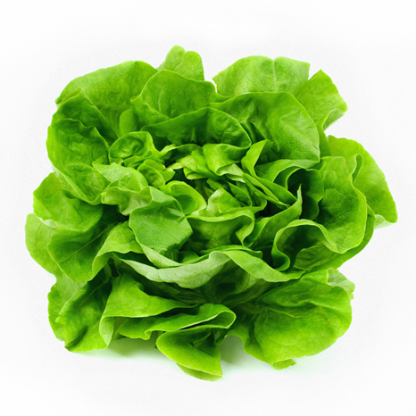 California Drought May Raise Lettuce Prices - Karpas Passover (466x466), Png Download