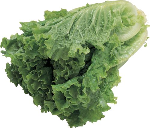 Lettuce - Butter Lettuce Vegetable Seeds (500x425), Png Download