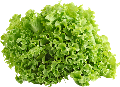 Green Ice Lettuce - Vegetables Lettuce (500x500), Png Download