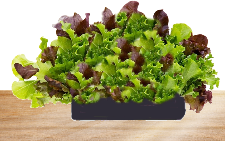 Freshly Bought Living Lettuce - Superfood (783x530), Png Download