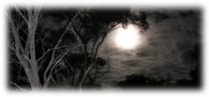 Our Dead Woods Forest Is An Outdoor Attraction Surrounded - Scary Night Time (720x340), Png Download