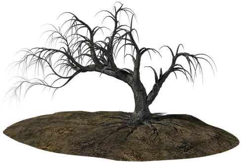 Tree Old Ill Old Tree Nature Wood Gnarled - Black Gnarled Trees Transparent Background (595x340), Png Download