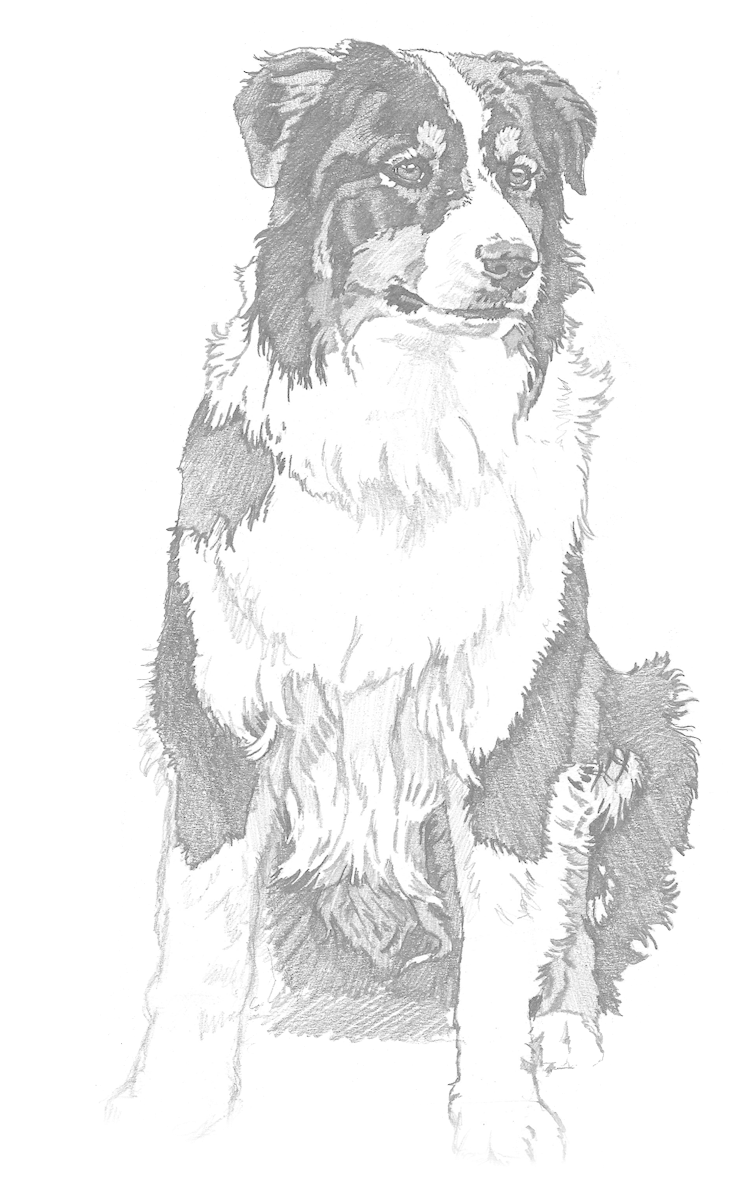 "the Eyes Of North America - Companion Dog (1000x1375), Png Download