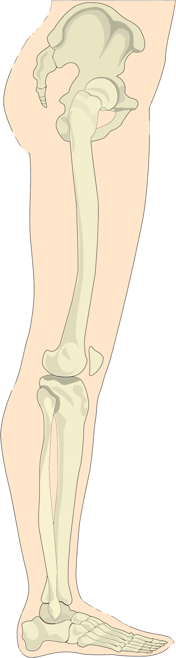 This Free Icons Png Design Of Human Legs Sideview (594x2216), Png Download