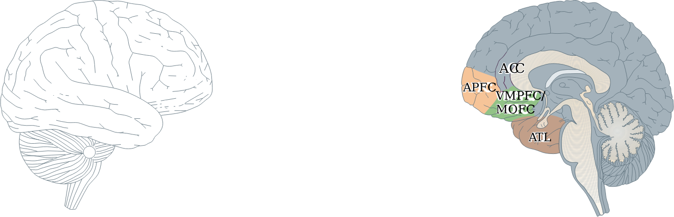 Human Brain Clipart Png Download - Portable Network Graphics (1377x444), Png Download