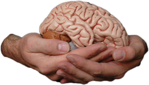 Alg Model Jpg Clip Art Library How - Your Brain (500x286), Png Download