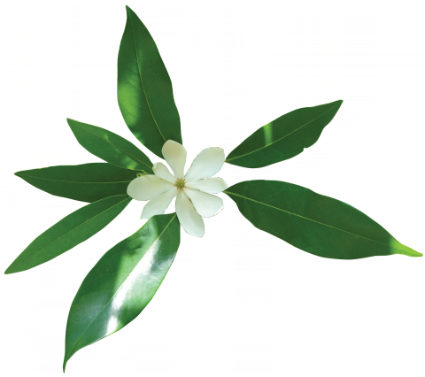 Sweetbay Magnolia (480x426), Png Download