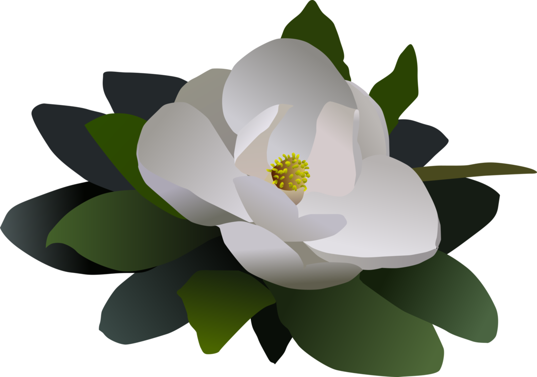Sacred Lotus Magnolia Petal Computer - Clip Art (1066x750), Png Download