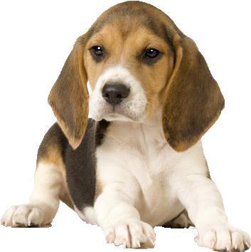 Beagle Png Picture - Various Types Of Dog (447x447), Png Download