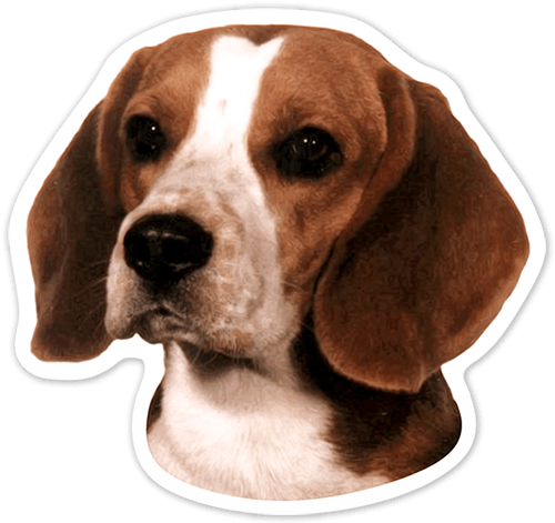 Car & Motorbike Stickers - Beagle Dog Portrait Counted Cross Stitch Pattern (500x471), Png Download