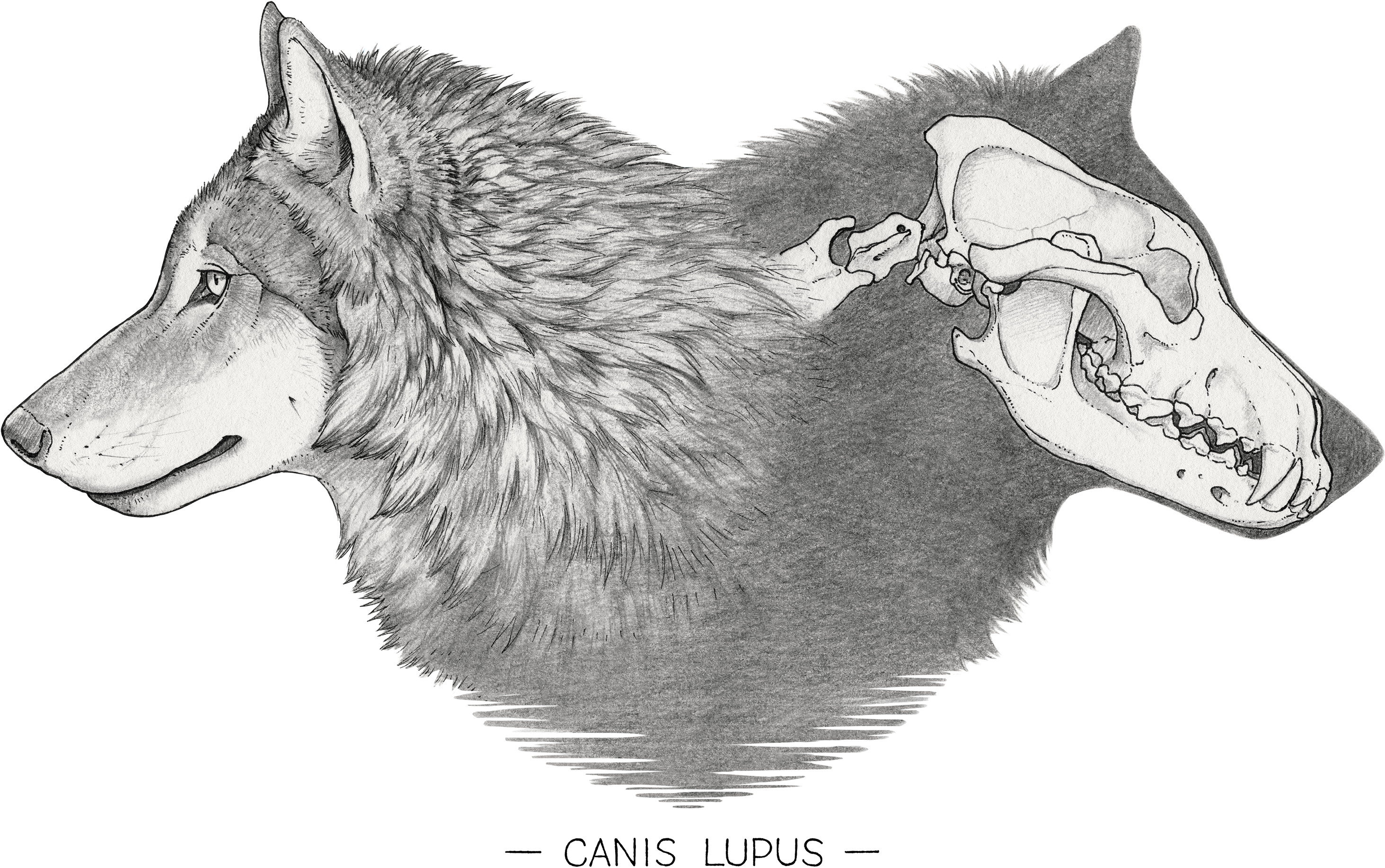Canis Lupus - Sketch (3000x2121), Png Download