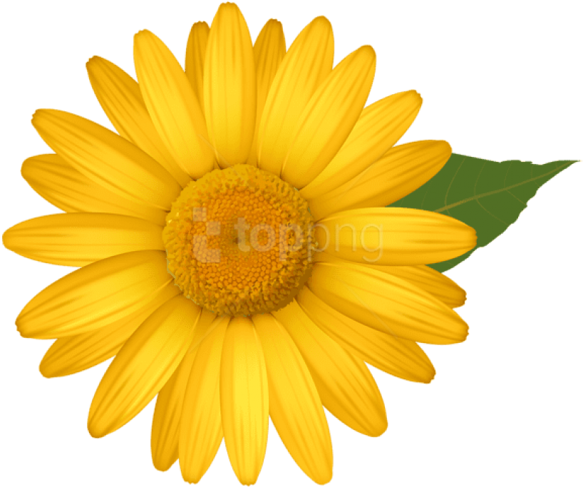 Free Png Download Yellow Daisy Png Images Background - Yellow Daisy Clipart (850x712), Png Download