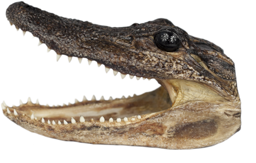 Alligator King - American Crocodile (1024x1024), Png Download