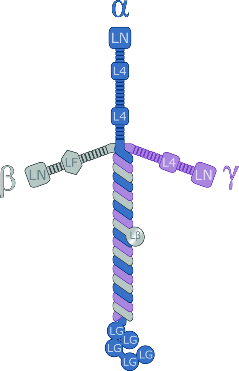 Regenerative Bandage Heals Wounds Using Skin Protein - Laminin Protein (800x1241), Png Download