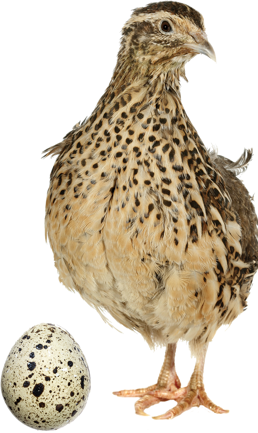 Quail - Common Quail (900x1500), Png Download