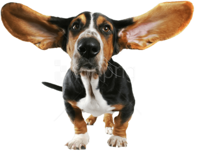 Free Png Download Funny Dog Transparent Png Images - Funny Dog Transparent Background (850x532), Png Download