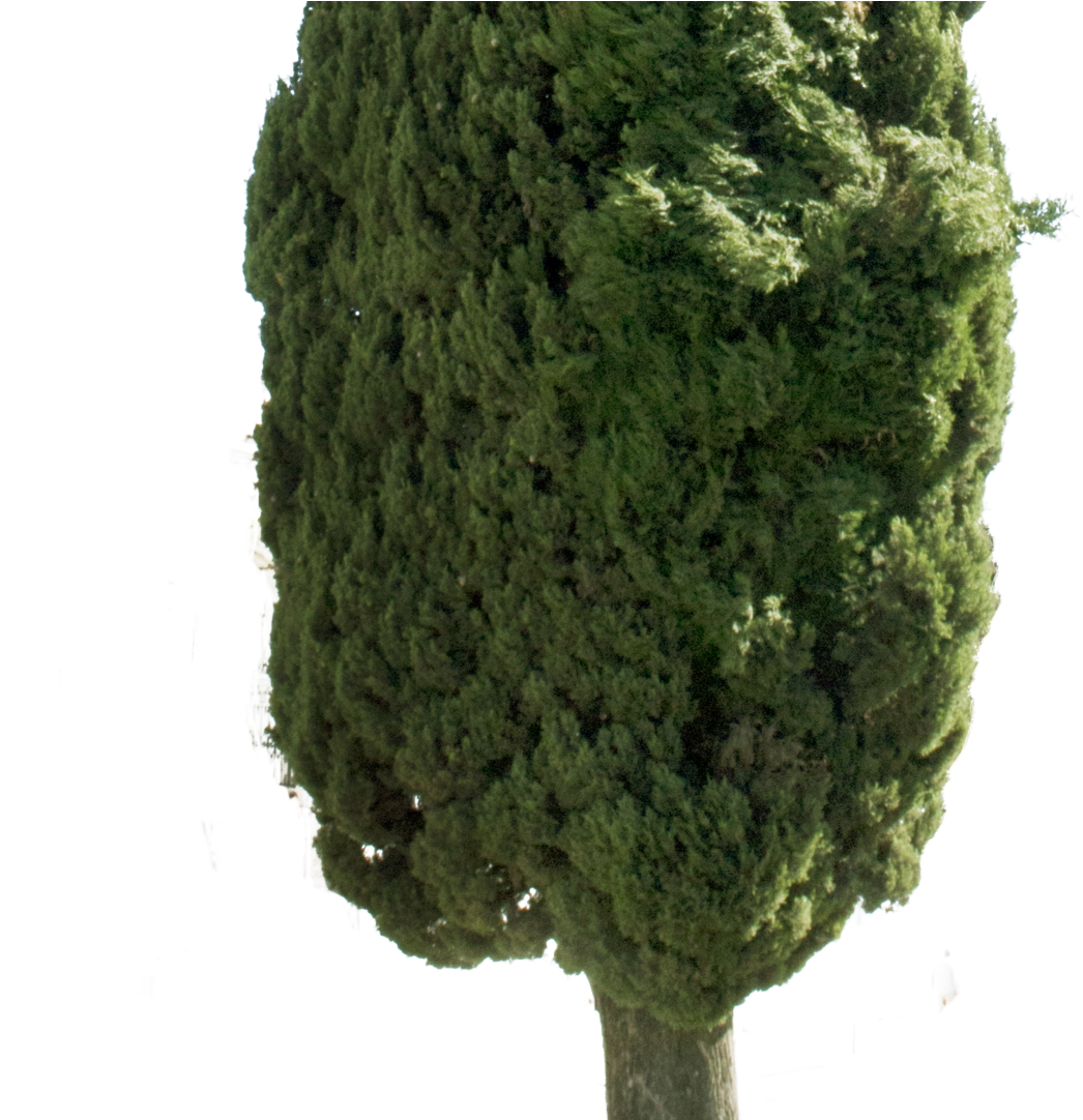 Cupressus Sempervirens Png (1200x1081), Png Download